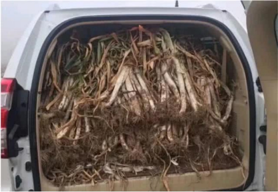 拉大葱被罚,拉大葱司机道歉认错视频