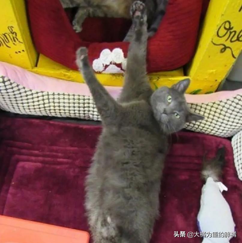 宠物猫后腿残疾怎么办,小猫后腿无力拖着走路