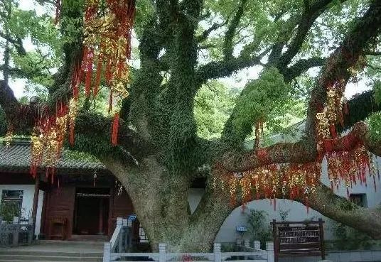 深圳到普陀山自驾游攻略最佳路线,2020普陀山奇异景象