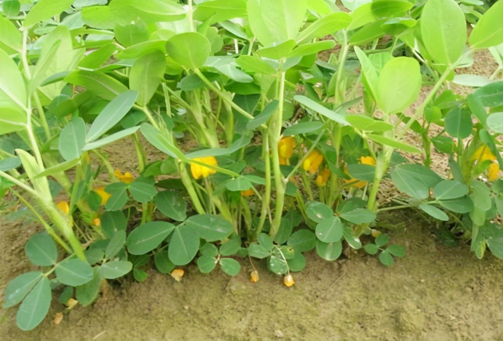 因为美，世界人民为何不爱它