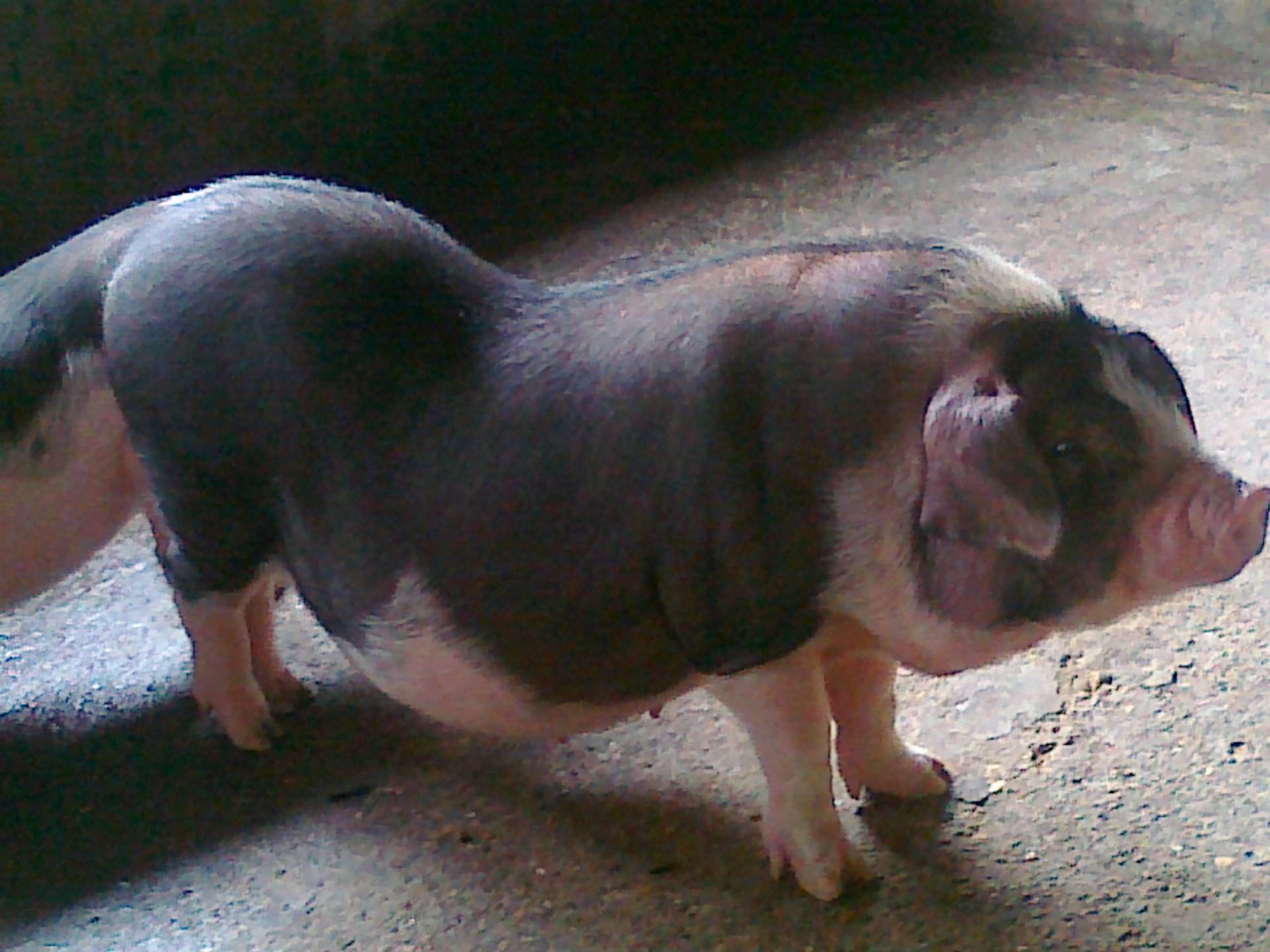 怎么确认*猪种**妊娠，预产期推算及分娩接产技术！