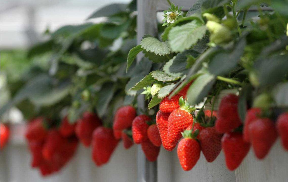 农业黑科技，磁化水如何让草莓延长采摘2个月？想知道吗？