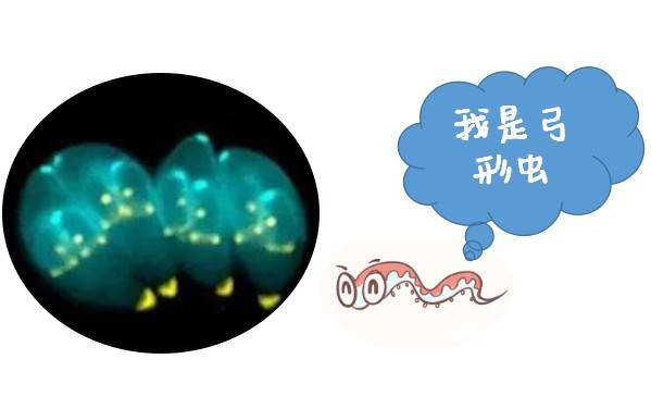 怀孕有没有受弓形虫感染怎么检查,优生五项弓形虫