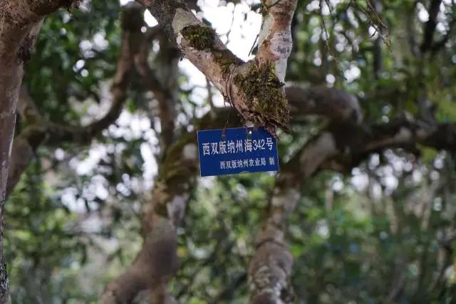 在网上真的难买到好茶,为什么在网上买不到好茶