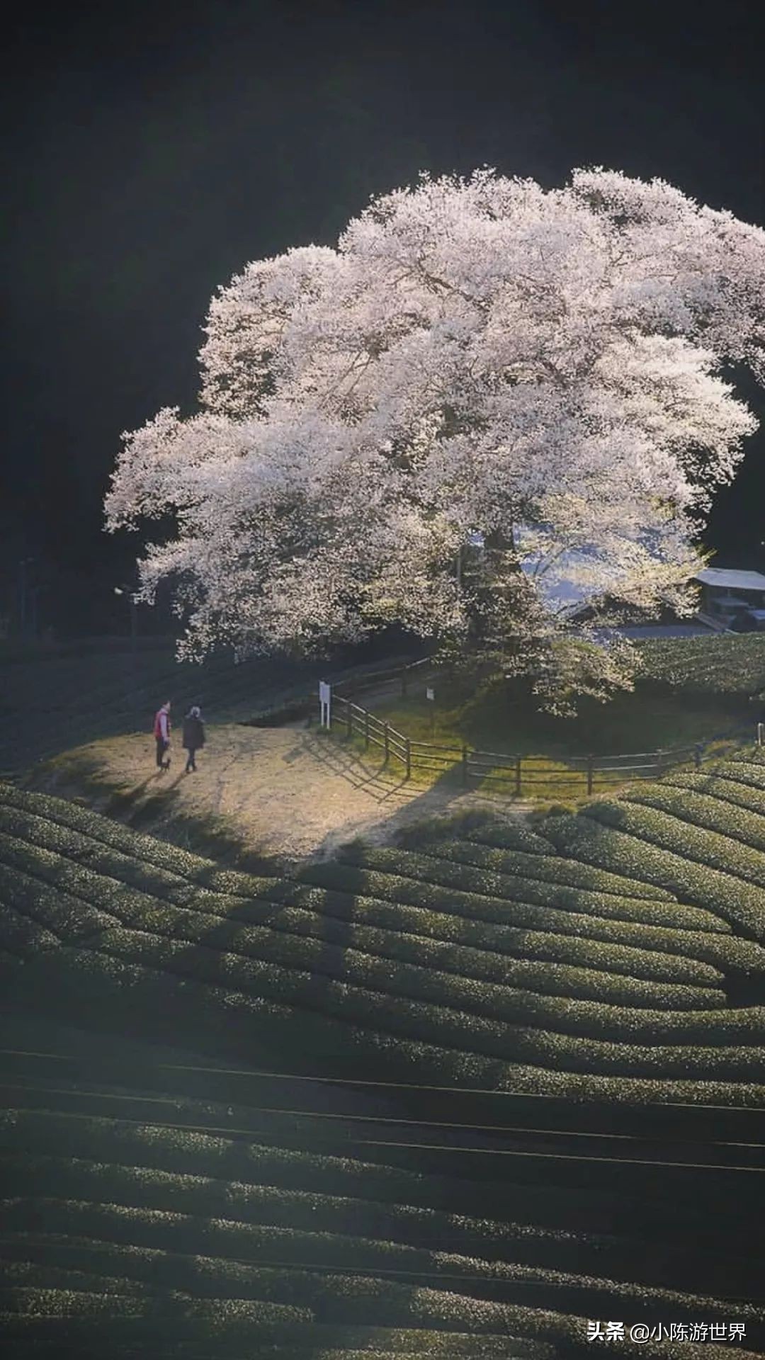 日本赴华旅行,日本赴中国旅游