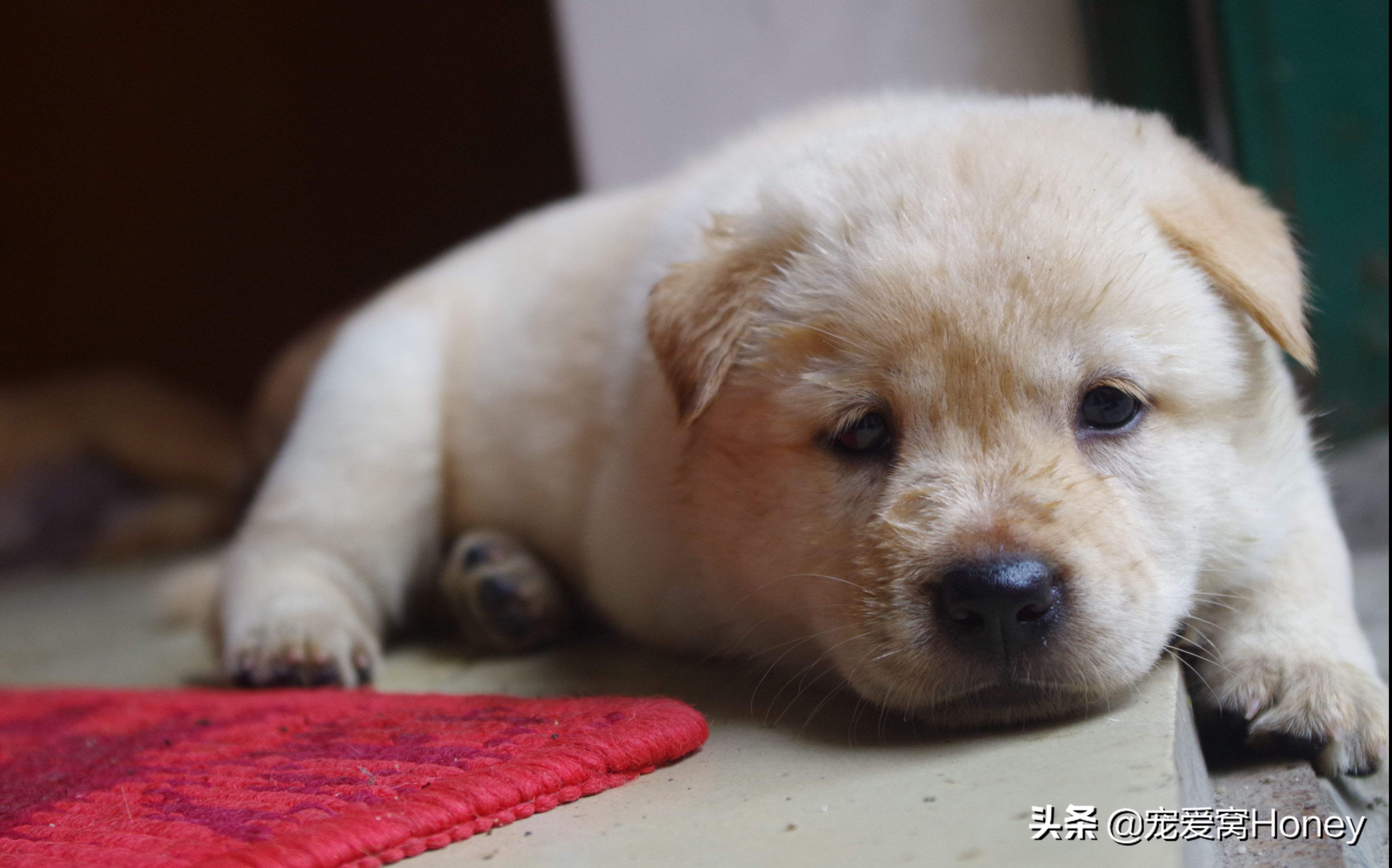 看家是狗狗的本能吗,田园犬忠诚看家不挑食