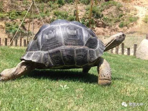 如何养好一只陆龟,如何才能在家里养一只陆龟