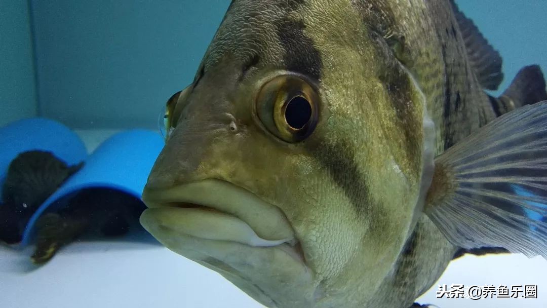 这位土豪家的渔场,光滤材就花了500多万,你确定不要见识一下?