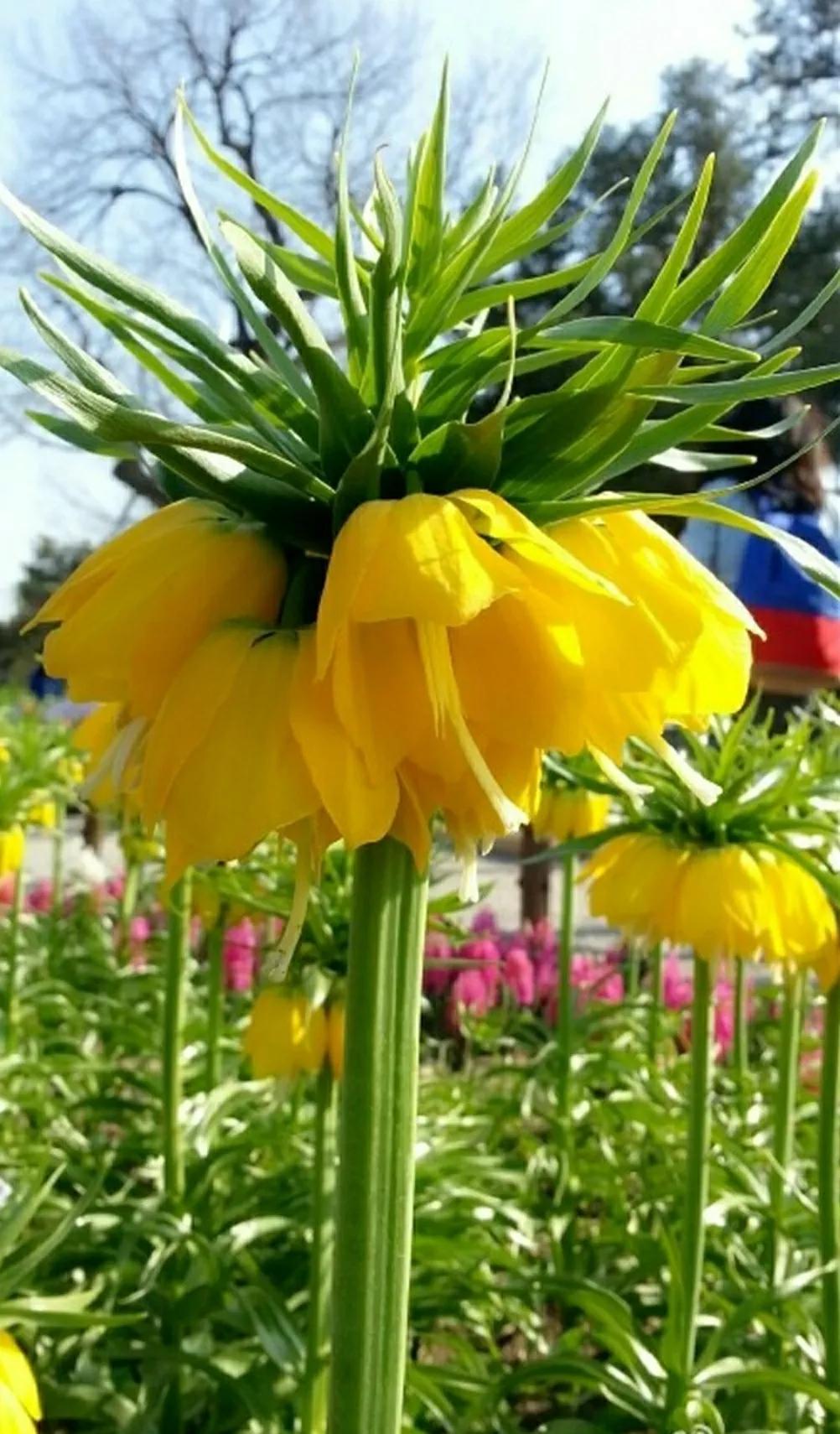 奇葩造型花：头上长草，心中有鬼，白月光。白天不开你非要晚上开