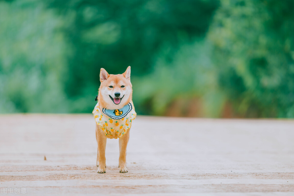 为什么不能养日本柴犬呢,柴犬有什么优点怎么那么呆萌可爱