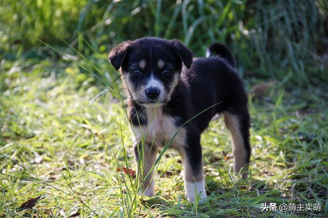 狗狗烫伤可以自愈吗狗烫伤要如何处理处理
