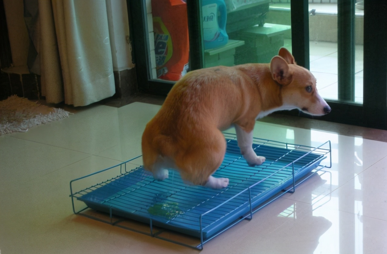 狗狗在家乱尿怎么控制,怎么解决狗狗在家乱拉乱尿的问题