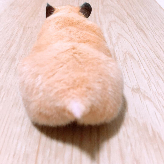 仓鼠的发情期怎么配对,仓鼠发情主人帮忙