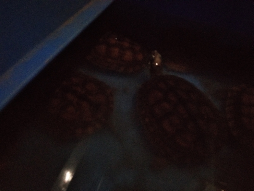 新手养龟怎么防止老龟死,养龟怎么避免龟生病死亡