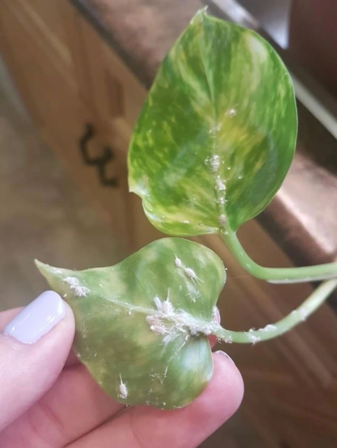 植物虫害的基本知识,如何消灭室内植物虫害