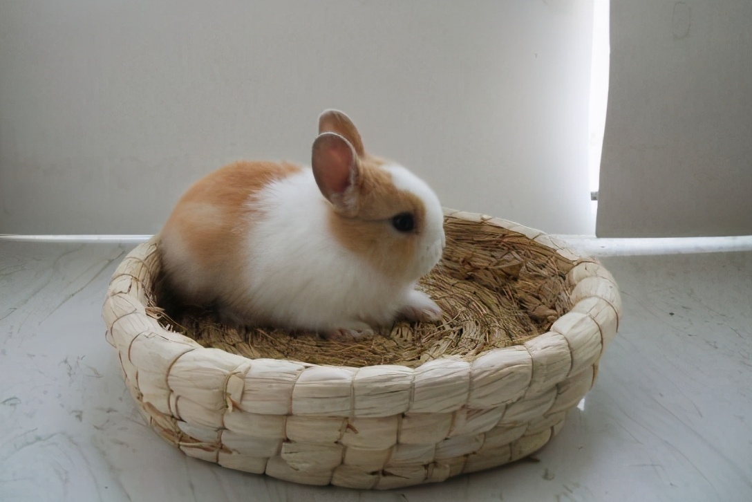 兔子拉稀该如何处理好,兔子拉稀喂蒙脱石散