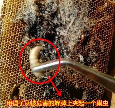 蜜蜂养殖为何蜂箱中生虫子,蜜蜂为什么会有巢虫