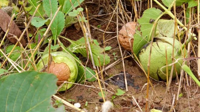邯郸白露,涉县白露打核桃视频