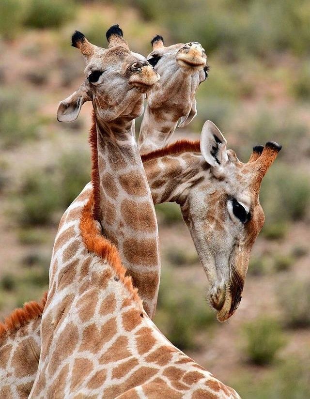 狮子和老虎谁厉害动物冷知识,动物冷知识合集