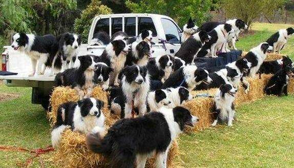 边牧吃什么牌子的狗粮好,边牧专用狗粮什么牌子好