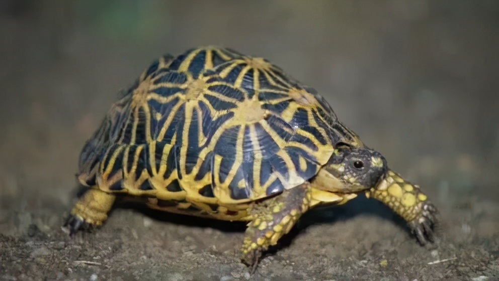 各种龟类图片大全大图,龟类展示会