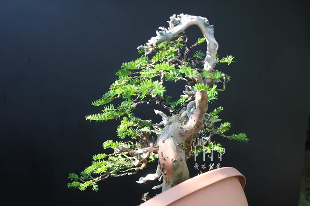 盆景改变造型,红豆杉老桩盆景造型