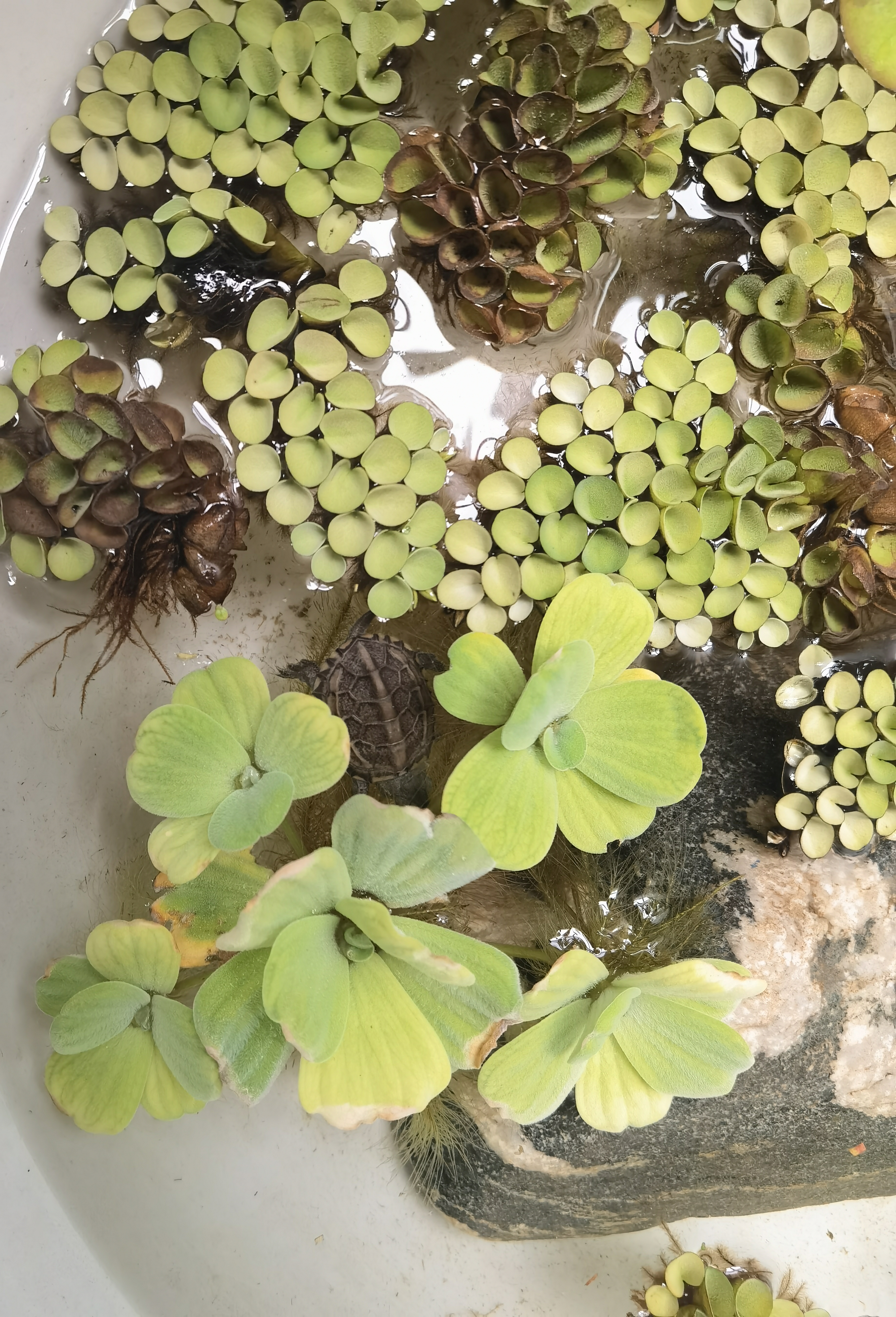 上海乌龟冬眠时间,乌龟冬眠的时间