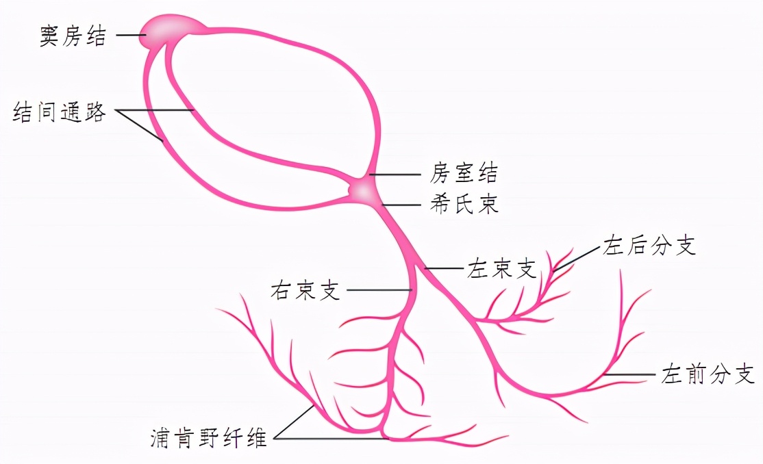 什么是窦性心律失常,什么是心律早搏