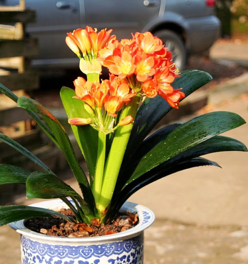 君子兰养护方法怎样让它开花,君子兰养法为什么君子兰不开花