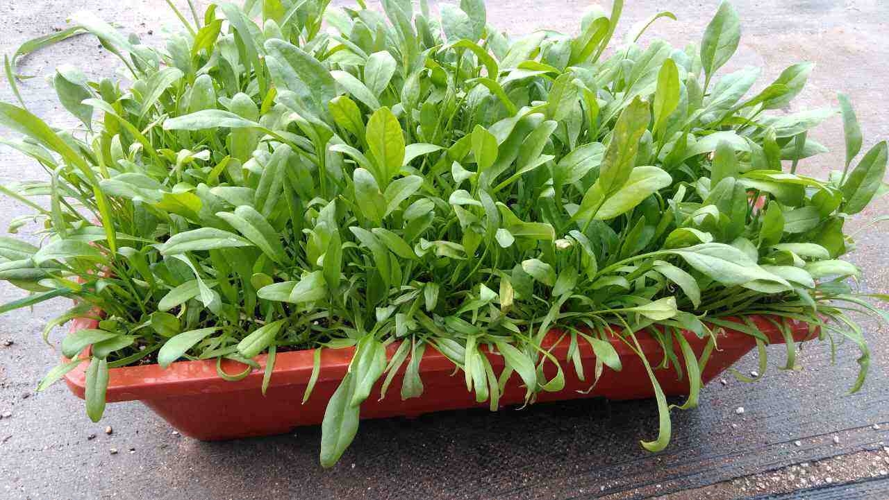 阳台蔬菜怎么养,一月份阳台上适合种植什么蔬菜