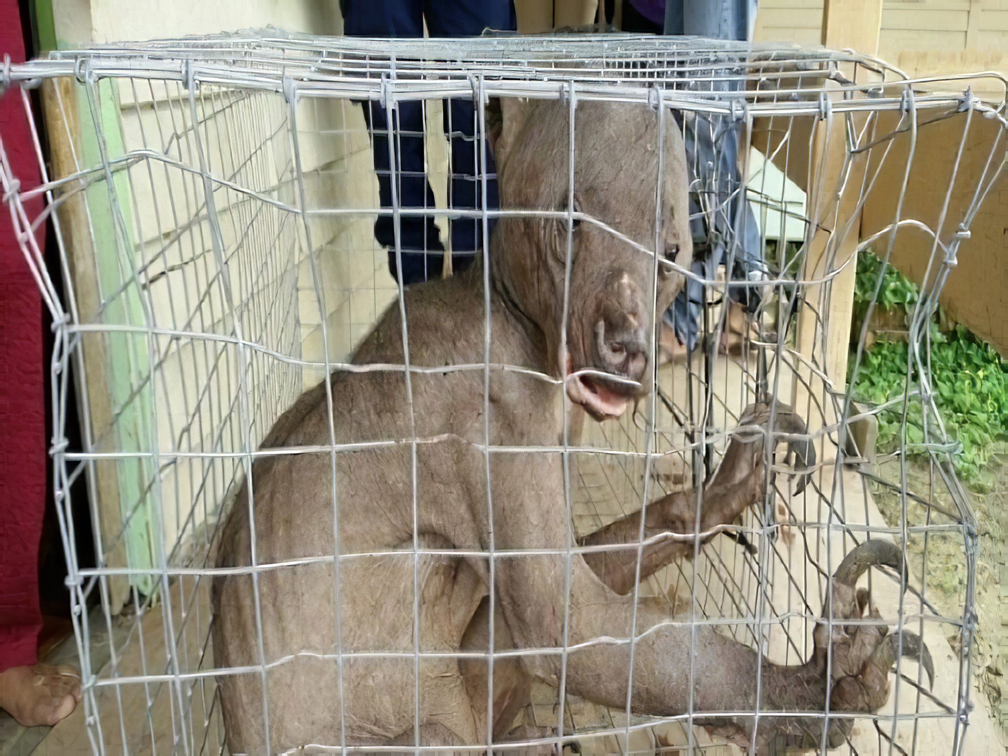 方相驱疫清光绪古籍国文教科书1910年第2册第12传承