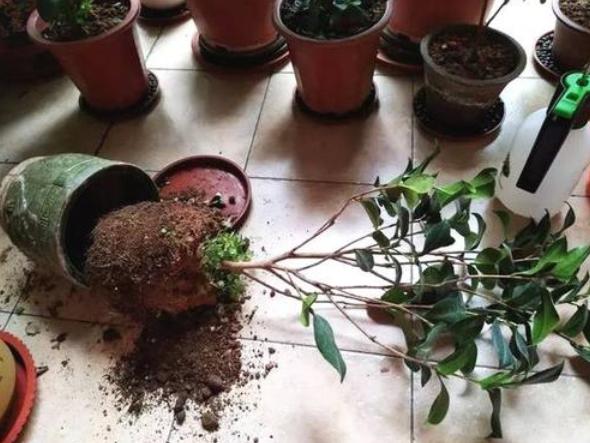 施肥过多了怎么补救,施肥过多的补救措施是