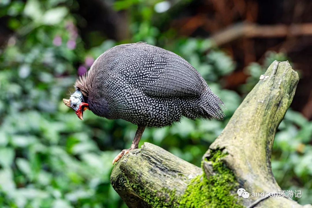 印尼你好怎么发音,印尼歌曲你好傻