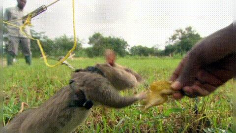 扫地雷、探结核,非洲巨鼠救了很多人性命,究竟是怎么一回事?