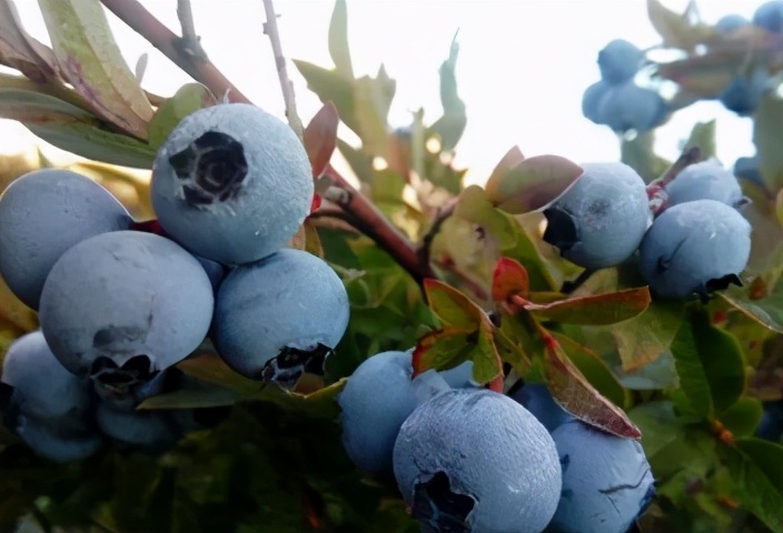 跟着总书记了解内蒙古｜林区工人停伐以后干什么、收入怎么样？