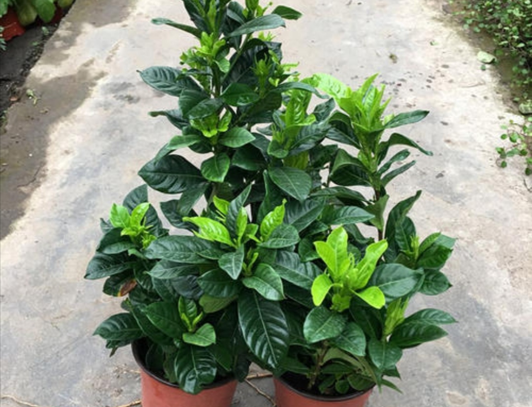 栀子花黄叶有什么管用的方法解决,栀子花黄叶怎么养护