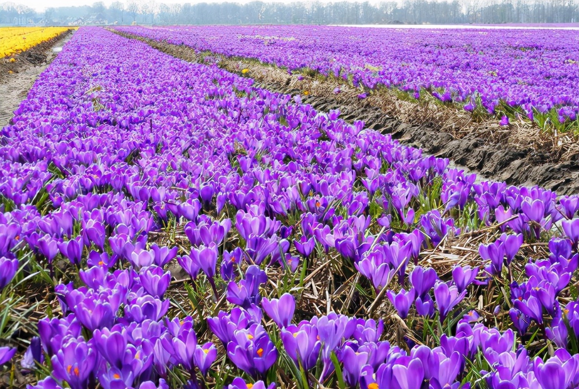 藏红花为什么称为花中黄金,最昂贵的西红花