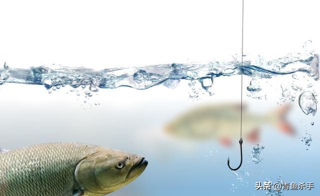 野钓草鱼如何选择钓点,如何钓草鱼最佳钓法