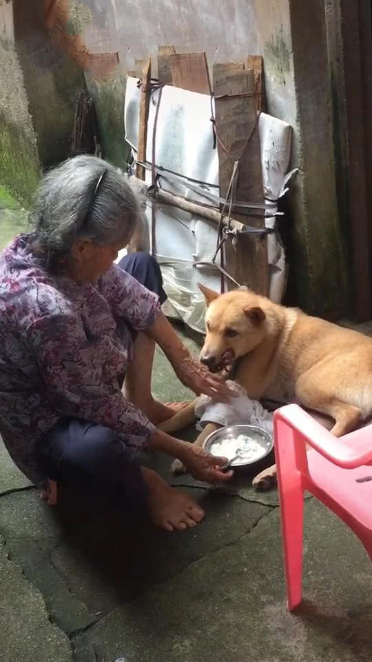 奶奶用勺子强行给狗喂饭,狗狗不吃饭奶奶亲自用勺子喂狗吃