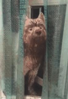 萨摩耶每一只都有缺点,世界上最难养的狗萨摩耶