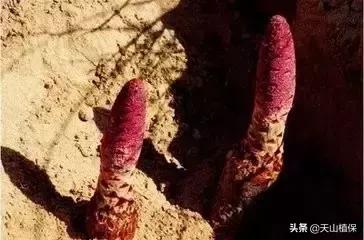 戈壁当中最常见的植物,在野外都能捡到的稀有植物