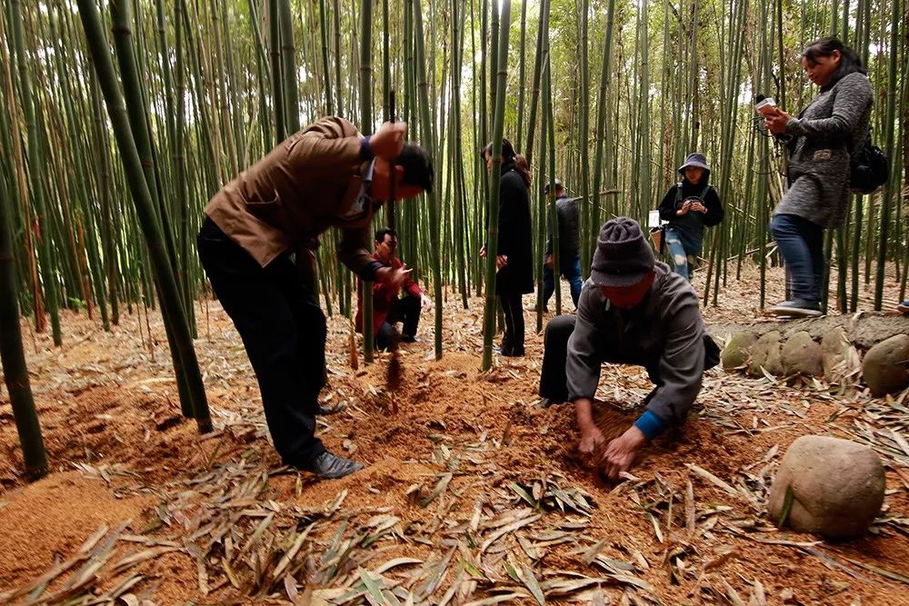 春笋人间四月天,人间四月天吃春笋