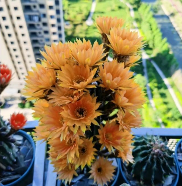 超大仙人掌盆栽黑金刚,名贵高档仙人掌黑金刚