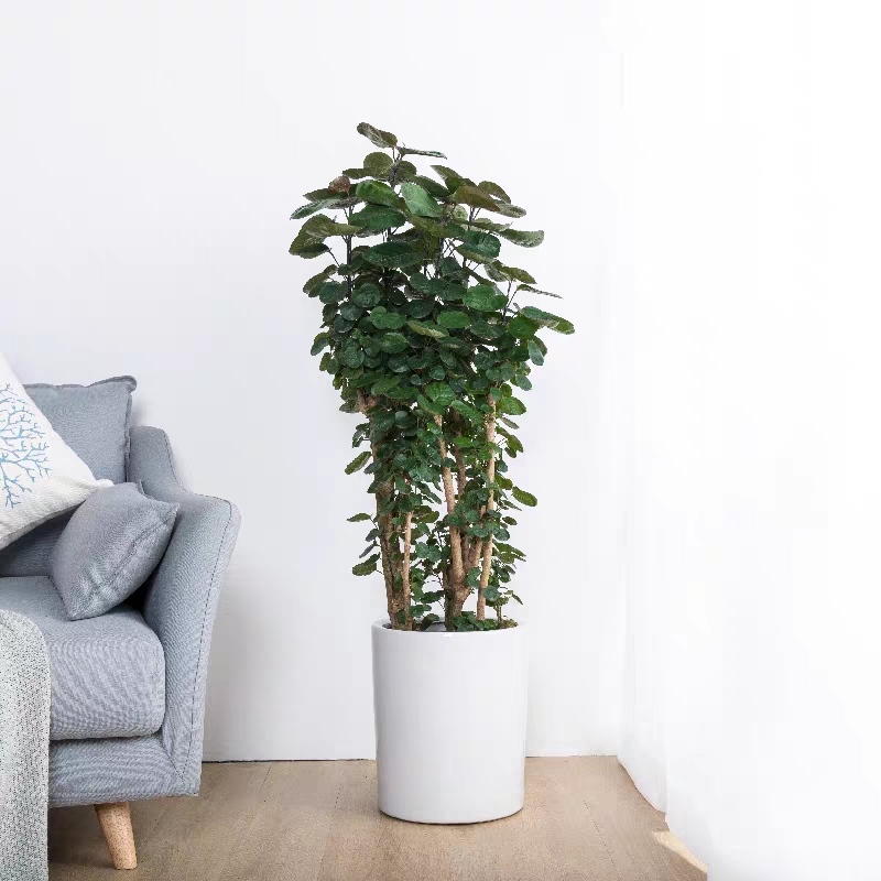 卧室可以养这五种盆栽,大盆栽植物室内旺宅