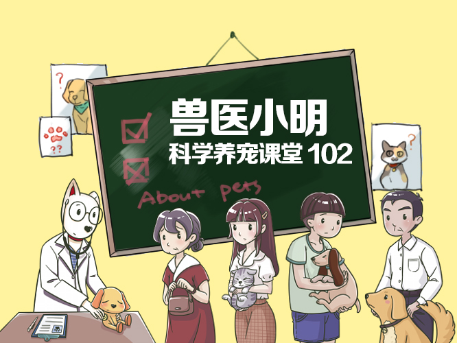 白色柴犬价格贵不贵,白色柴犬有哪些