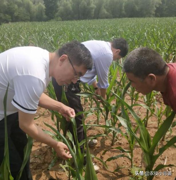 玉米田蓟马虫害最佳防治方法,玉米苗期害虫特多如何防治