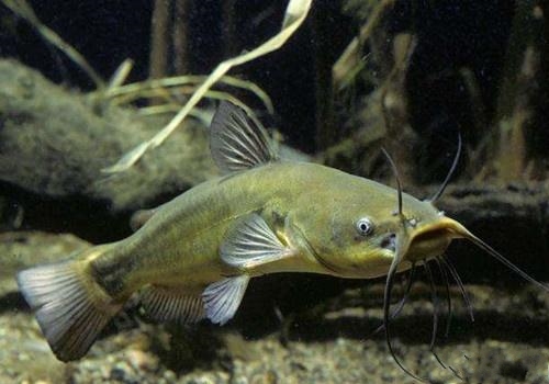 垂钓鲶鱼的实战经验,钓鱼鲶鱼用什么最好钓