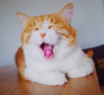 文具控斑马,超高颜值实用斑马文具