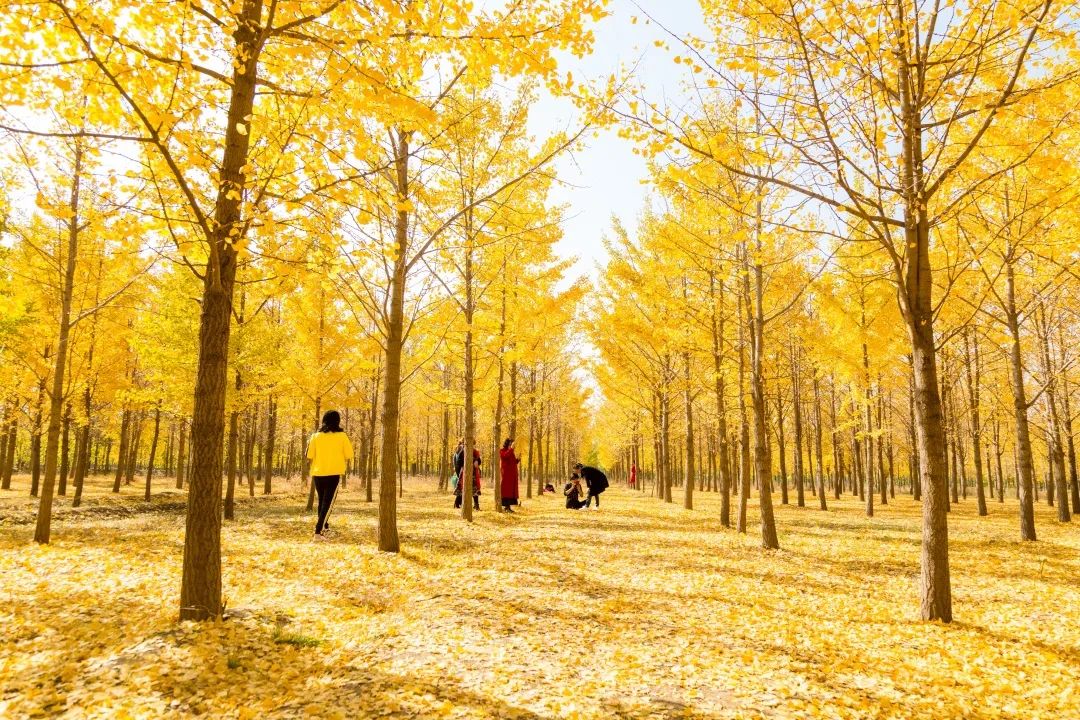 赏秋不远行就近赏秋景,赏秋何必去远方