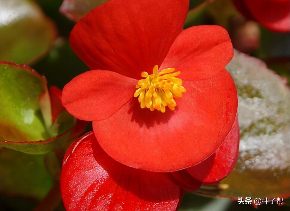 四季海棠每年什么时候发芽开花,四季海棠扦插苗为什么不开花